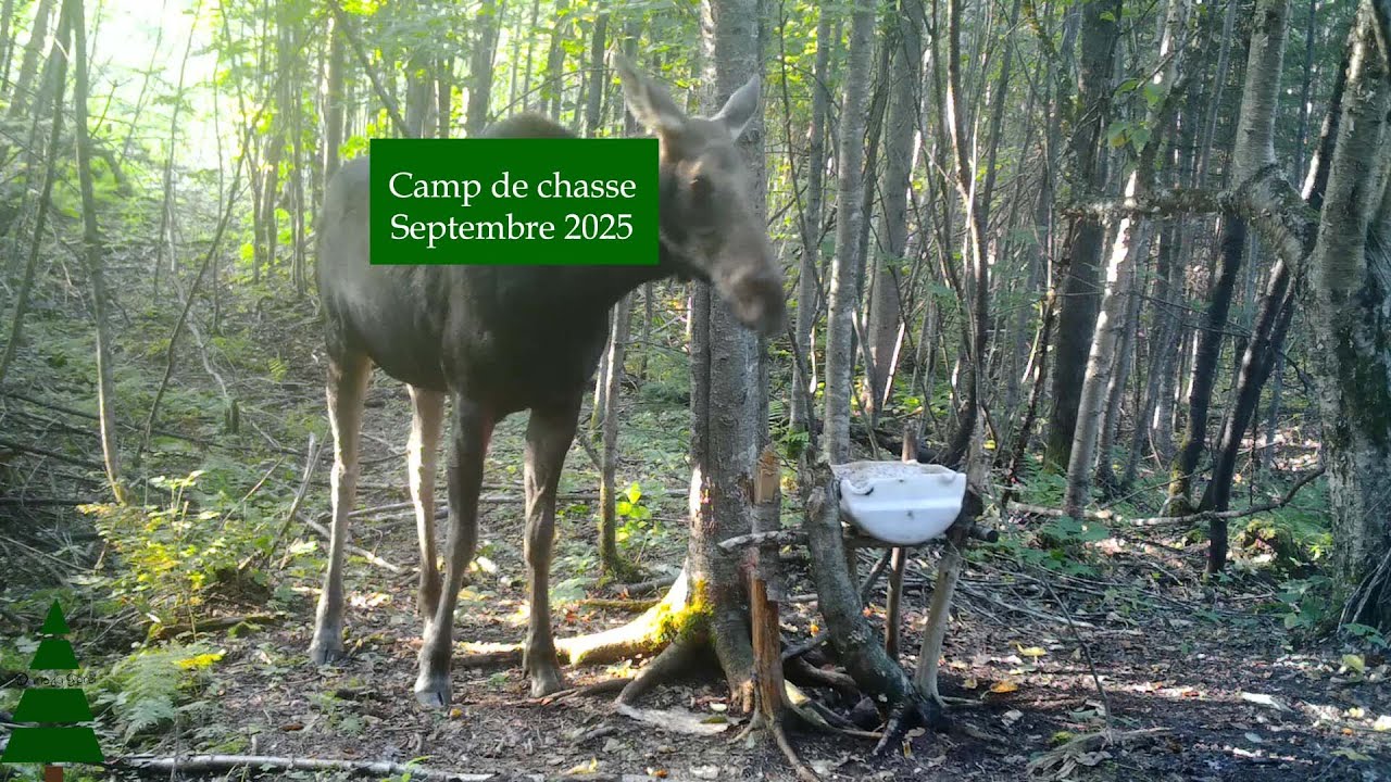 Trail Cam - Camp de chasse  - Septembre 2025