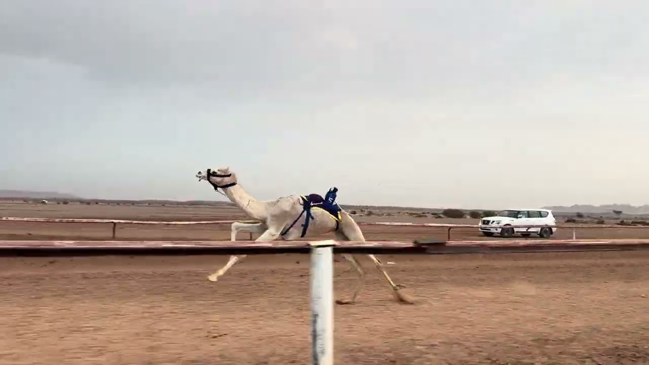 الشوط الرئيسي مفاريد بكار / المدينه - حماد بركه الجهني 