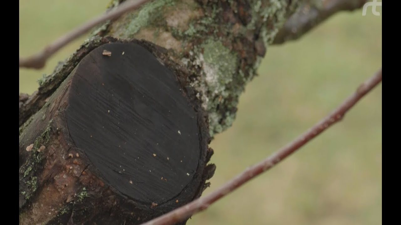 Rady do záhrady: CHYBY PRI REZE OVOCNÝCH STROMOV
