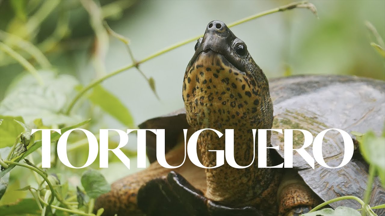 Tortuguero -- Costa Rica (a wildlife short film)