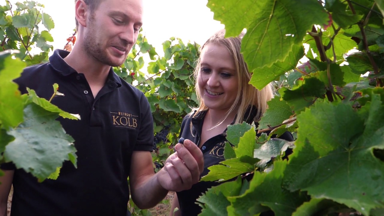 Weingut Kolb - Weinolsheim - Rheinhessen