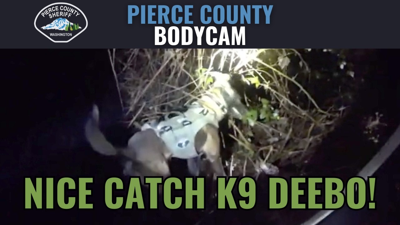 Отличная находка, K9 Дибо!