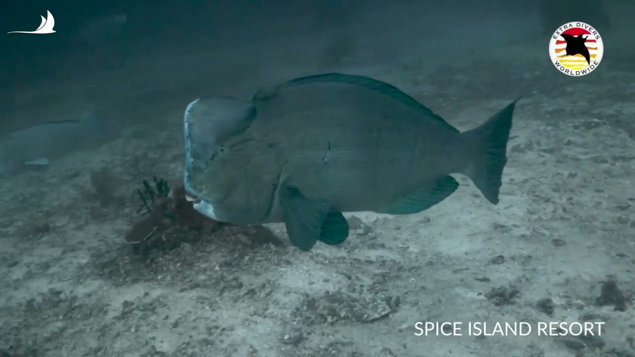 Nabucco Spice Island Resort avec Extra Divers – Halmahera, Indonésie