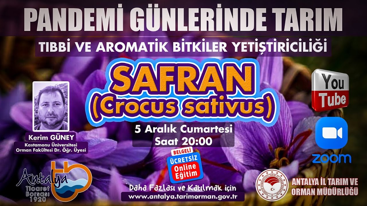 Safran Yetiştiriciliği - Tıbbi ve Aromatik Bitkiler Yetiştiriciliği - Safran 1.Gün