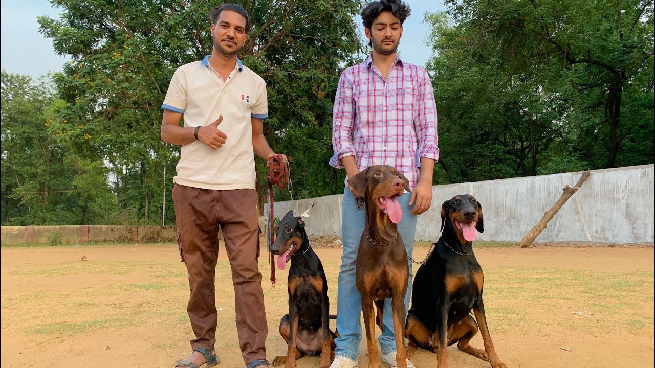 INDIA’s EURPEON Doberman kennel. Jharkhand’s First Doberman kennel.  देख़ कर मज़ा आजाए !! ❤️🙏🏻🧿