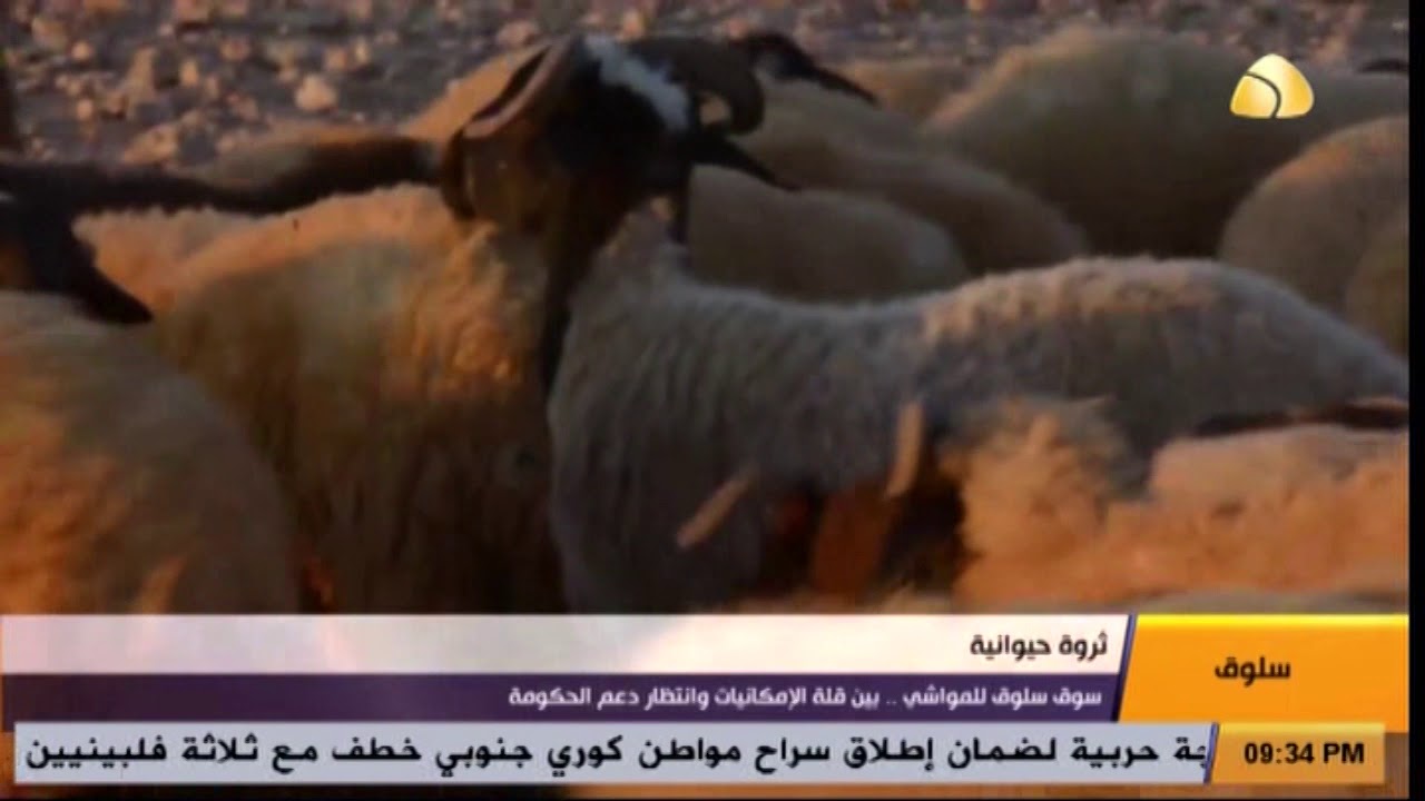 تقرير| سوق سلوق للمواشي  بين قلة الإمكانيات وانتظار دعم الحكومة