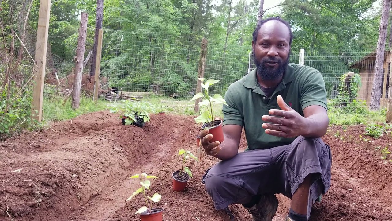 Planting Sweet Potatoes from Home Grown Slips