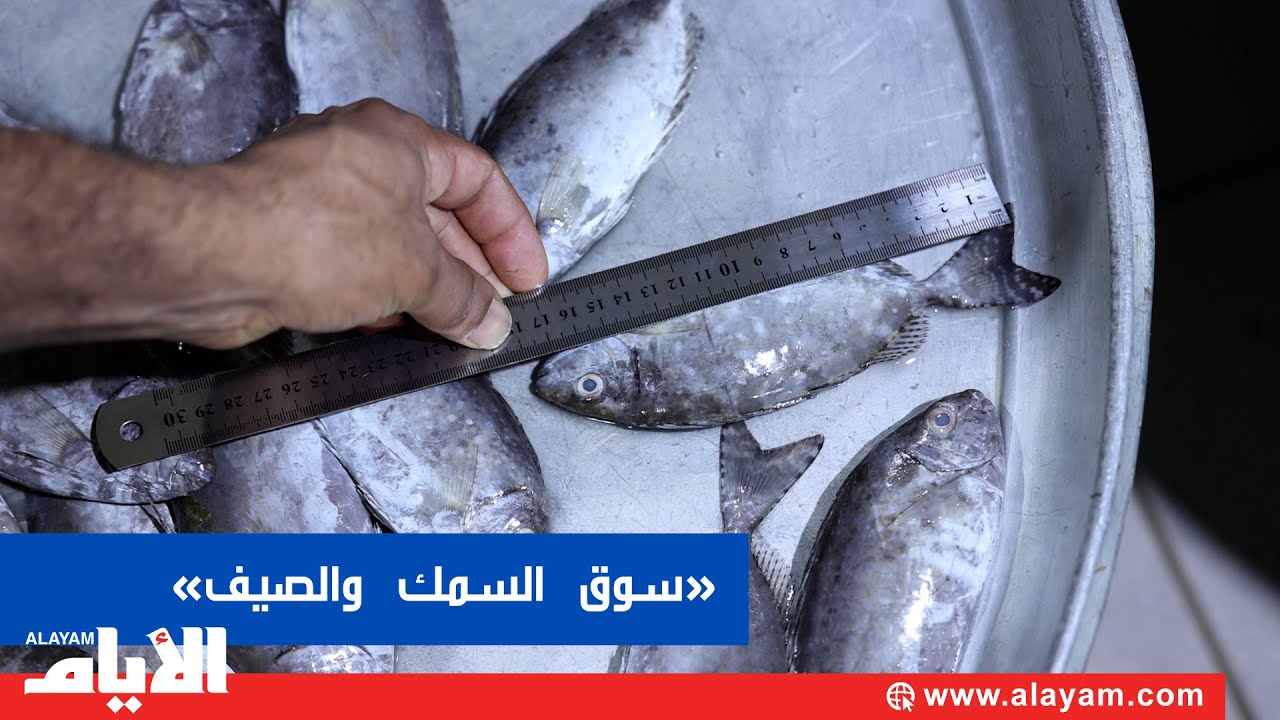 سوق السمك المركزي يعاني حرارة الصيف والأسماك شحيحة