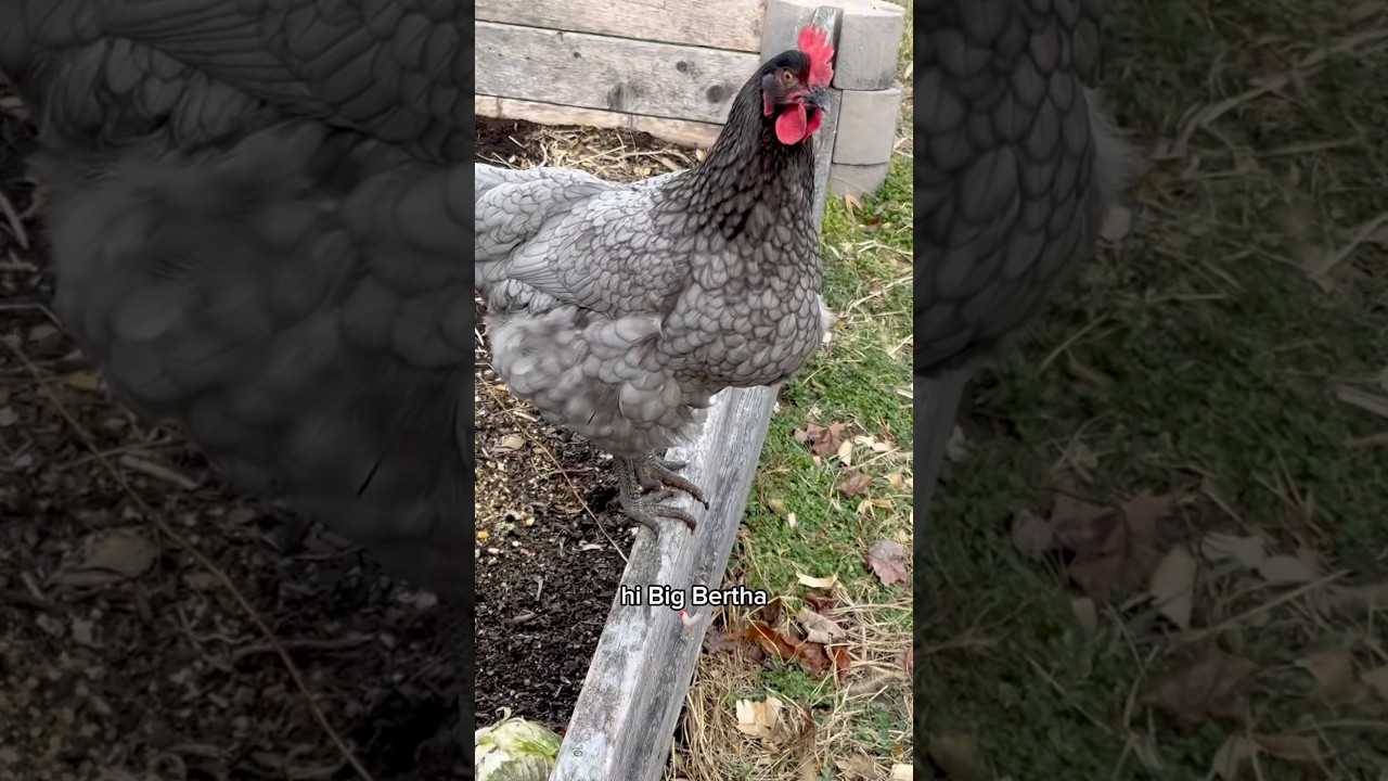 big bertha is queen chicken around here 😂