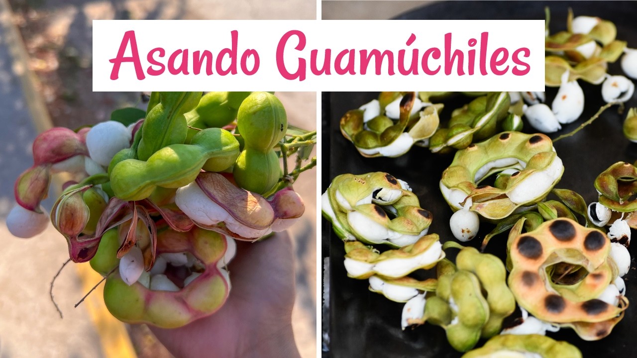 Probando a que saben los guamúchiles asados. Tlajocotla, Guerrero. | La cuinique