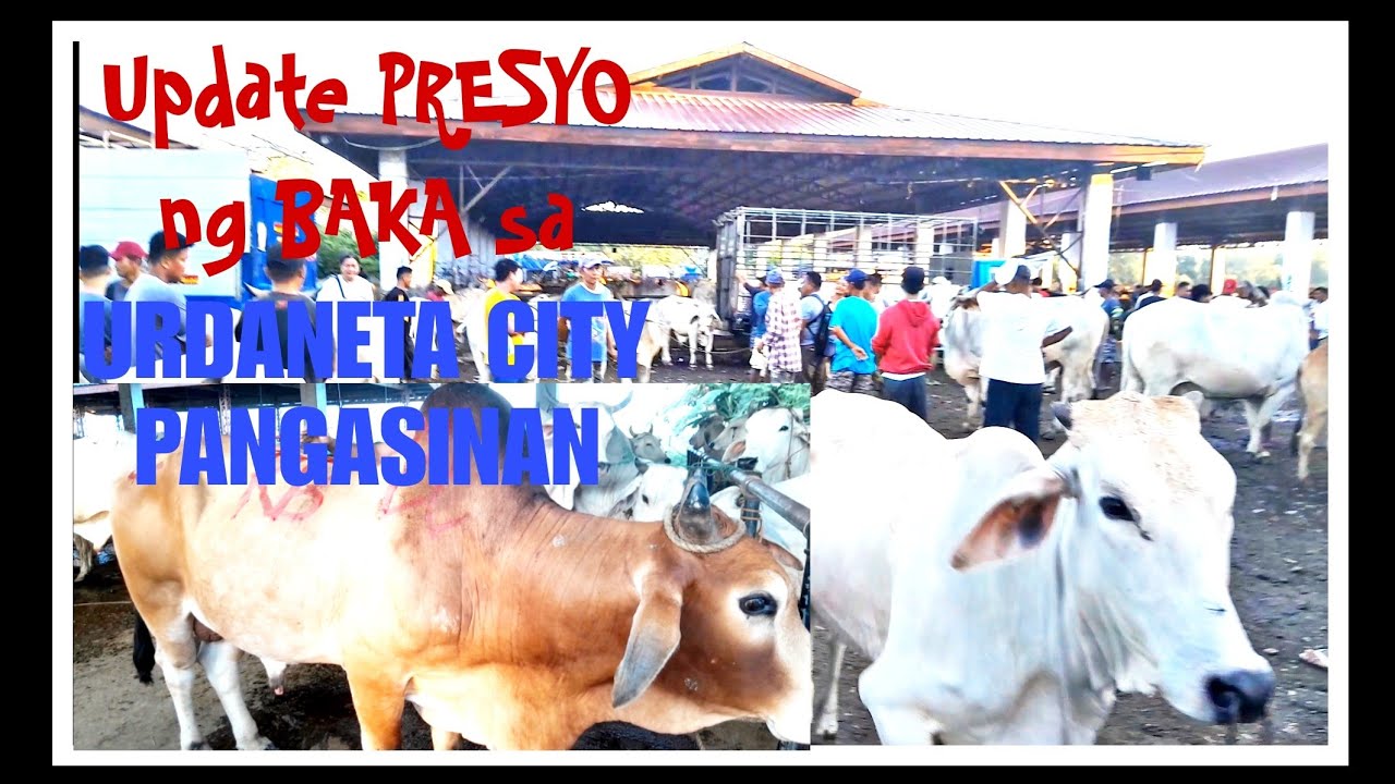 UPDATE PRESYO NG BAKA SA URDANETA CITY LIVESTOCK MARKET 11/8/2023 #livestockmarket #palengke #cows