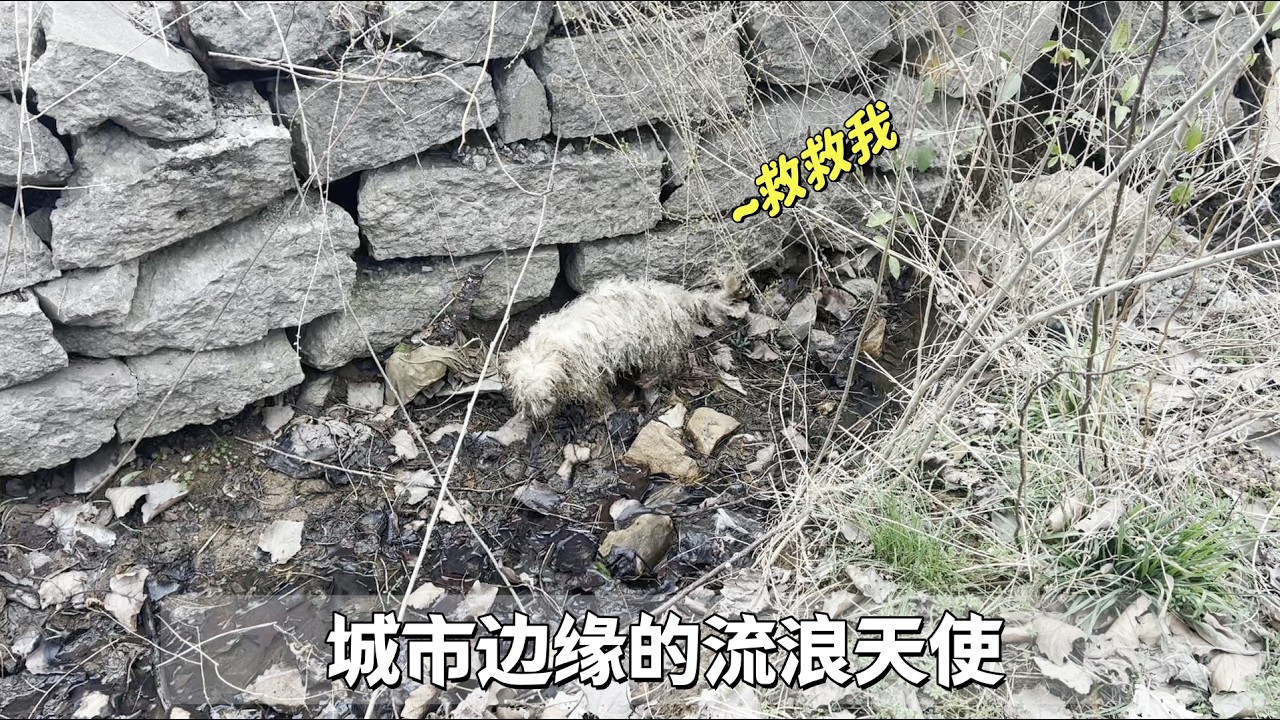 徘徊在城市邊緣的流浪狗，滿身污水瑟瑟發抖，滿眼都是恐懼與絕望