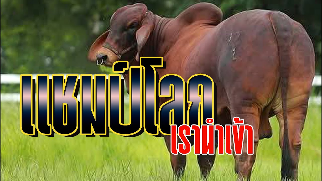 แชมป์โลกนำเข้า