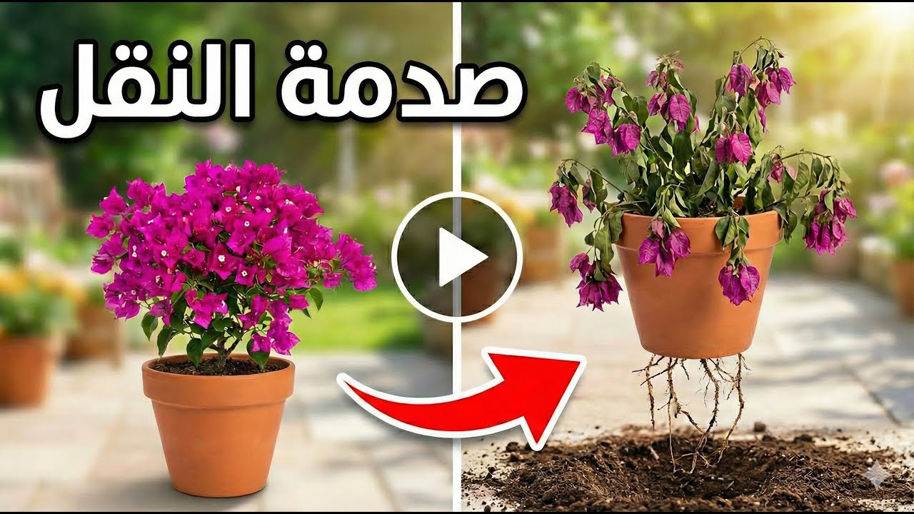 خطأ تفعله يقتل نبات الجهنمية فوراً ⚠️ احذر صدمة النقل! طريقة إنقاذ الجهنمية من الذبول