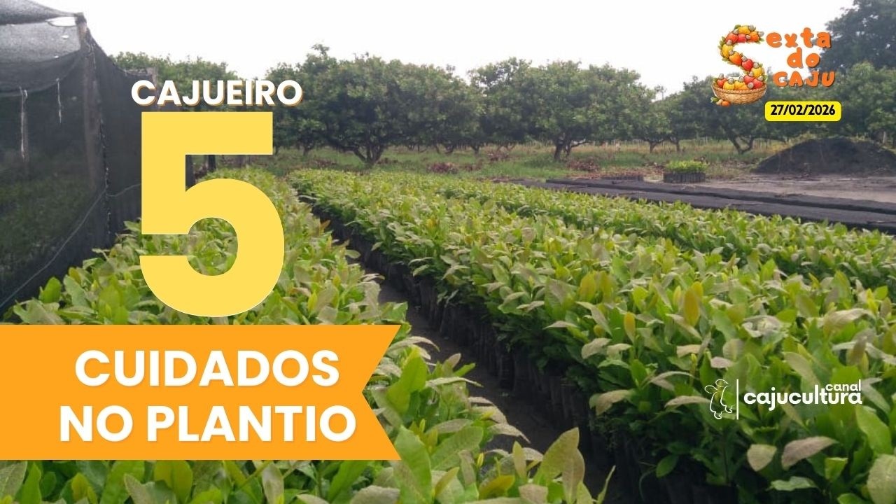 5 CUIDADOS NO PLANTIO DO CAJUEIRO (SEXTA DO CAJU - LIVE 4/26)