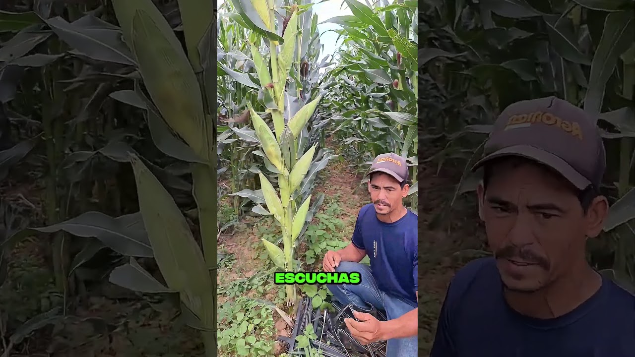 NUEVE MAZORCA en una planta de MAIZ #shorts #shortsviral #maiz #agricultura