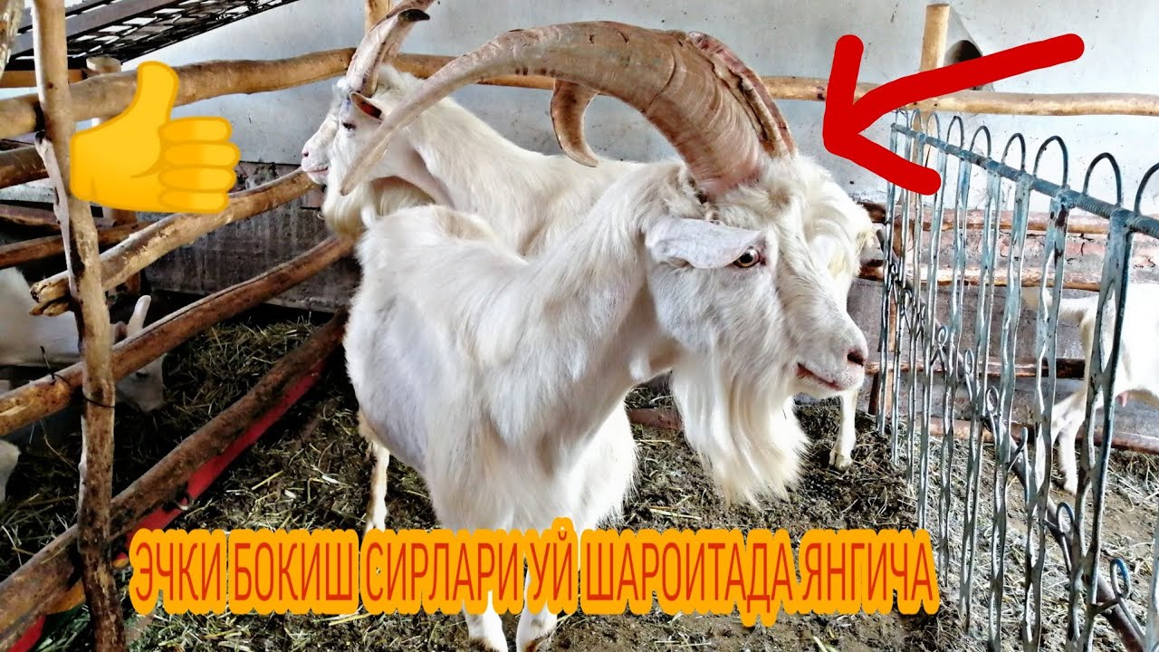 ЭЧКИ БОКИШ СИРЛАРИ УЙ ШАРОИТАДА ЯНГИЧА