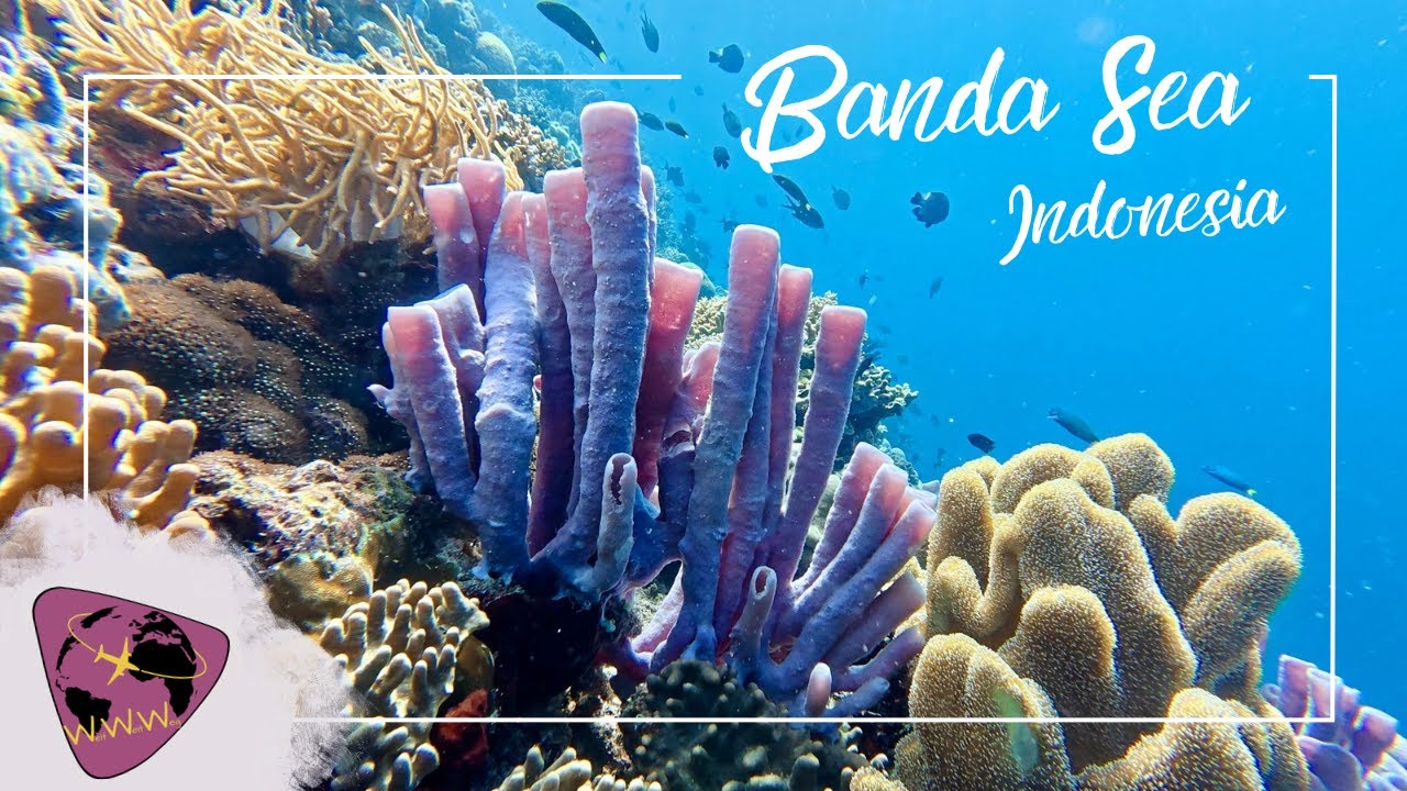 Diving the Banda Sea - Fish Confetti