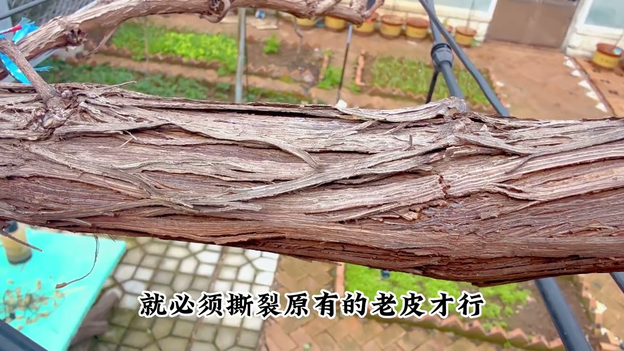 Grapevines need to be peeled to grow thicker. Fans who want branches can only know if they