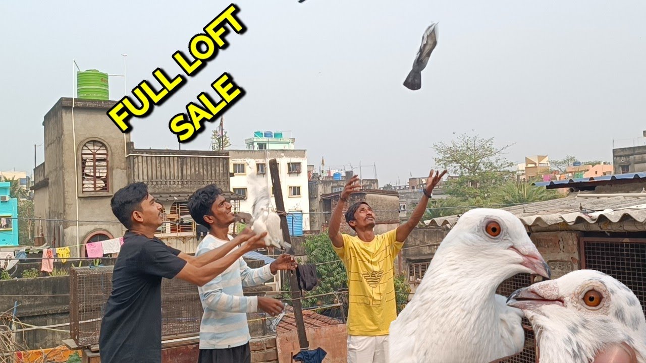 FULL LOFT PIGEON FOR SALE VIDEO TODAY