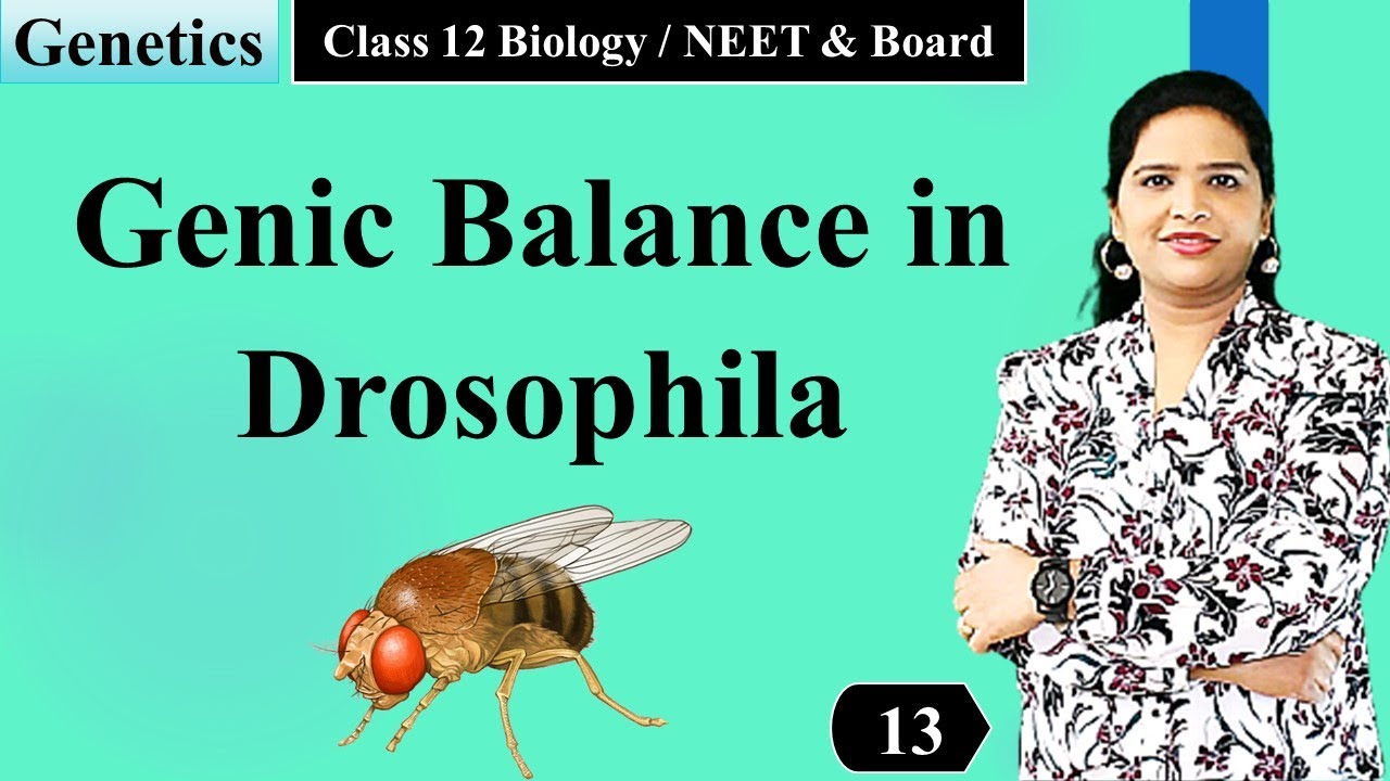 Genic Balance in Drosophila | Class12 Genetics