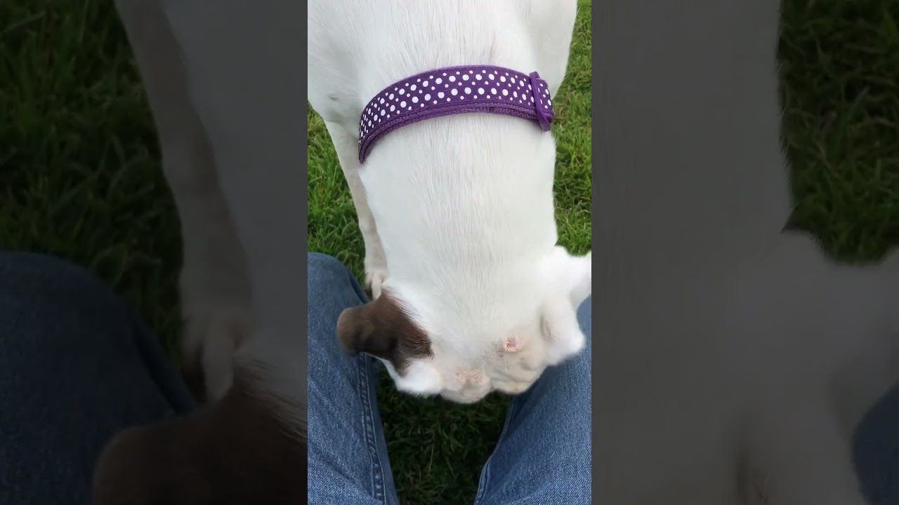 Hex white boxer dog gives me a ball #dog #dogbreed #puppy #whiteboxer #boxerdog #boxer #ball #girl