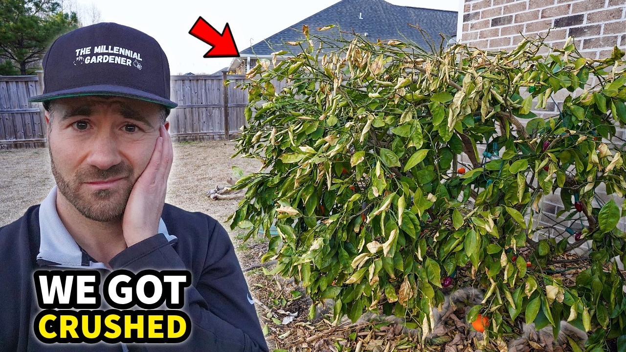 We Got CRUSHED! Unprecedented Cold Damage