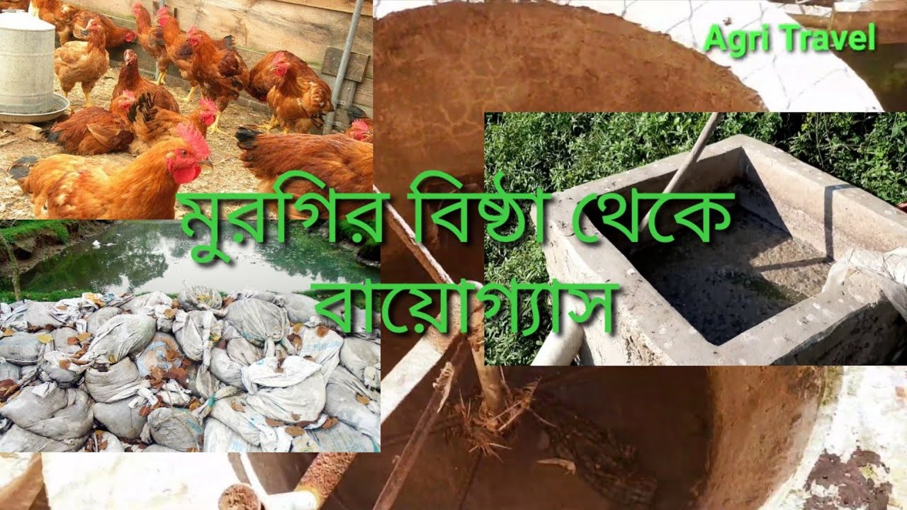 মুরগির বিষ্ঠা থেকে বায়োগ্যাস তৈরি | How To Made of Bio-gas from chicken poultry Waste By Agri travel