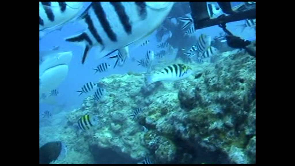 Shark dive Beqa Lagoon, Fiji.mpg