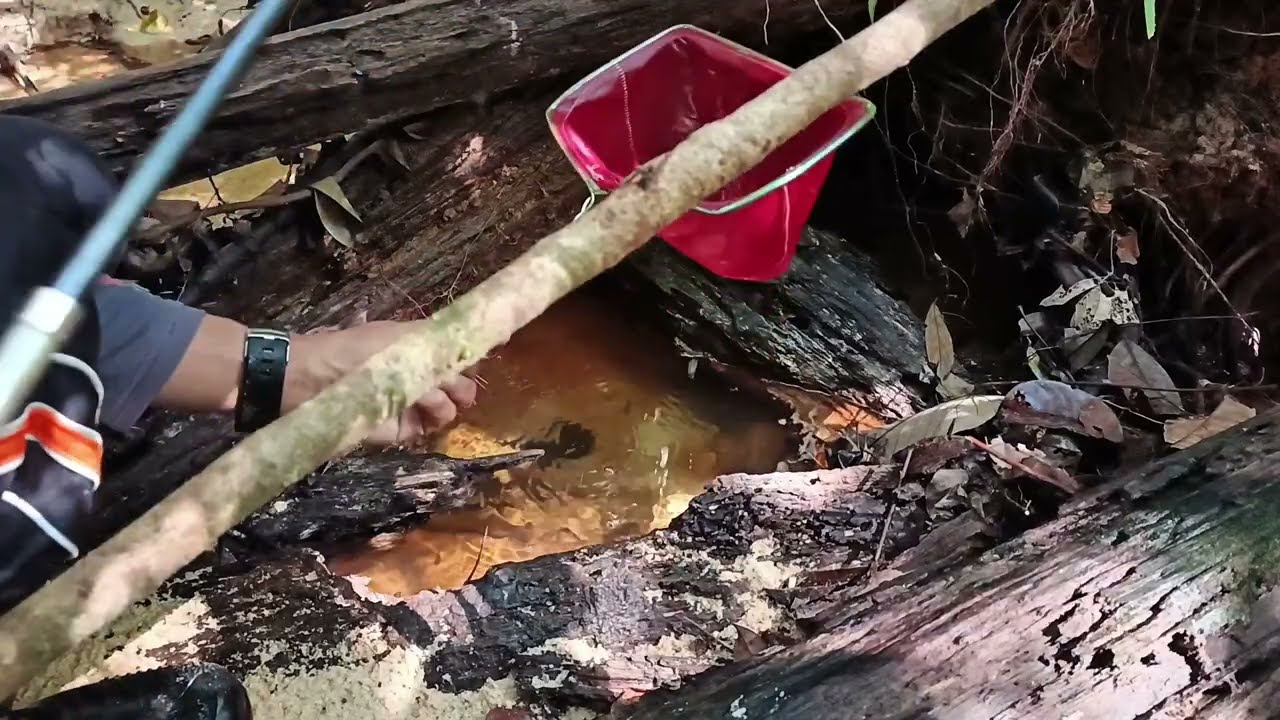Demo Real! Perburuan Ikan Hias Cantik di Habitat Asli kalimantan