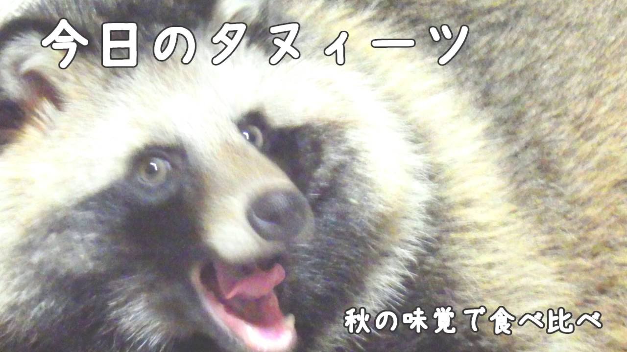 今日のタヌィーツ2016/09/19(Today's TanuSweets)