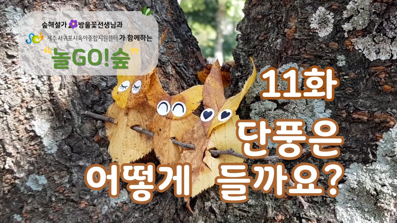 [놀GO!숲] 11화: 단풍은 어떻게 들까요?ㅣ숲놀이ㅣ숲체험ㅣ공원놀이ㅣ자연체험ㅣ가을숲ㅣ자연놀이ㅣ자연친화교육ㅣ제주탐방ㅣ가족ㅣ나들이ㅣ여행ㅣ간단놀이ㅣ육아ㅣ꿀팁ㅣ놀이중심