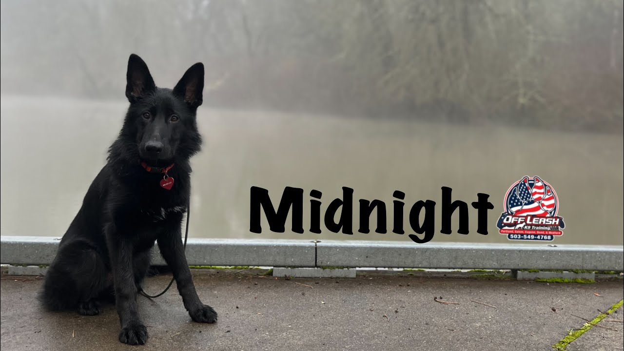 Midnight | 6 mo. old | GSD | Portland Off Leash K9 Training | Best Trained Dogs of Oregon 