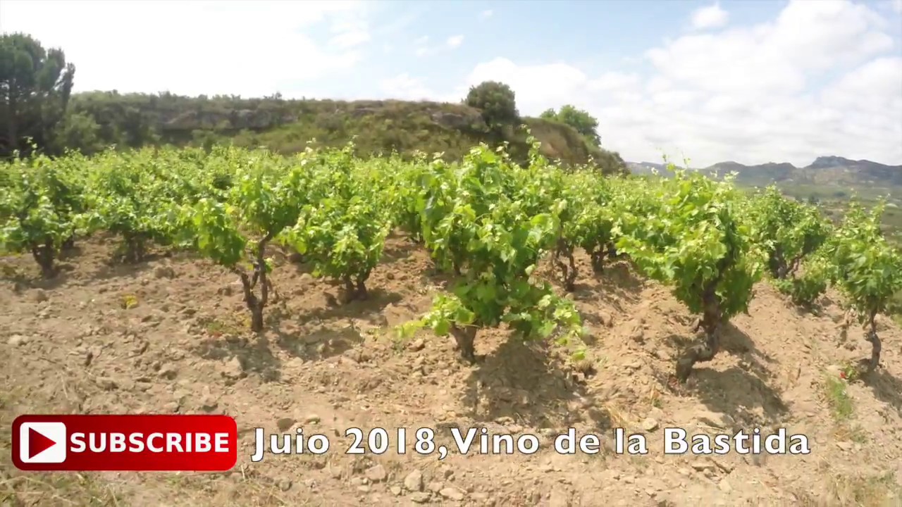 Bodegas Tierra, Rioja Alavesa, Spain. VINEYARDS AND Drone4K
