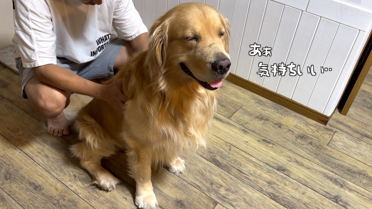 初めてのマッサージに「幸せぇ‥♡」の声が聞こえてきそうな光悦な愛犬