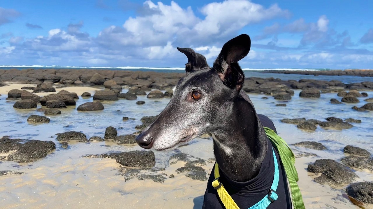 Rescue greyhound's first time at the beach