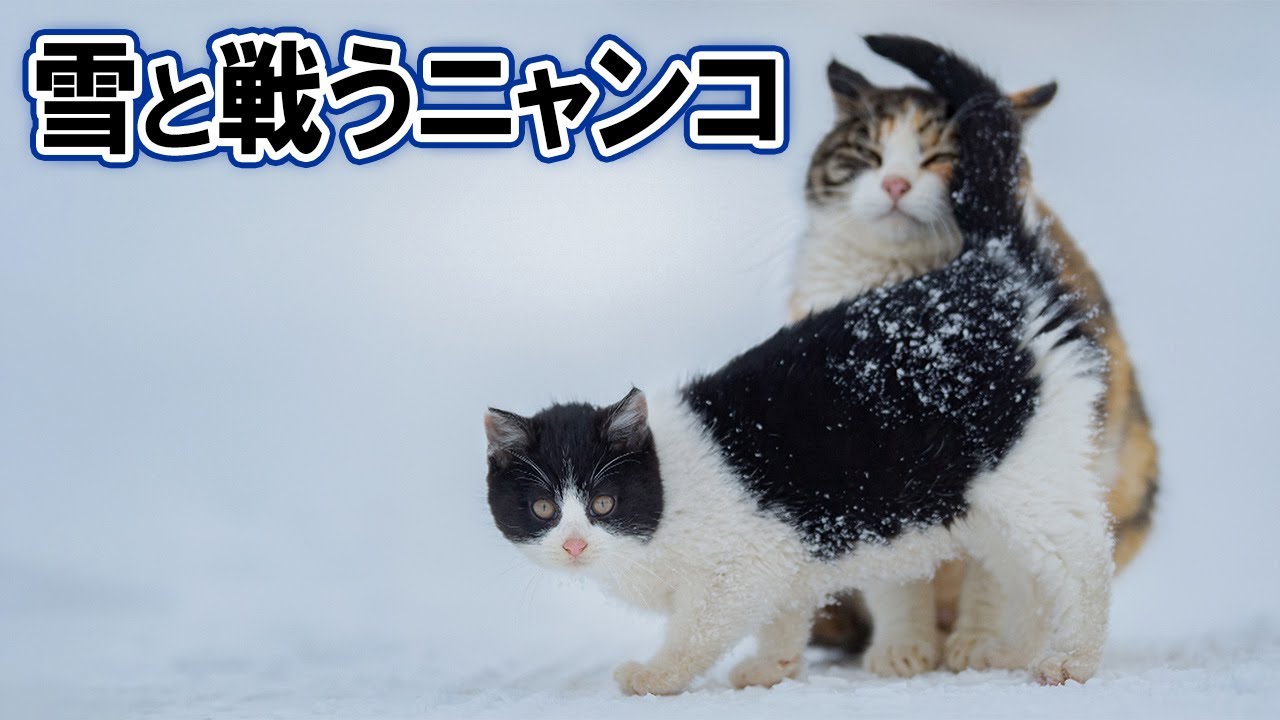 氷点下を乗り越える北海道の野良猫