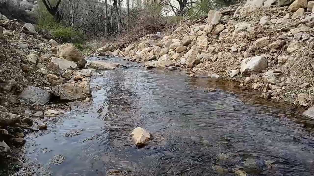 Yeşil Ormanın Sessiz Huzuru | Kısa Doğa Belgeseli