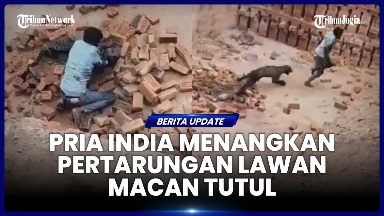 PRIA INDIA SERANG BALIK MACAN TUTUP YANG MENYERANGNYA, DAN MENANG