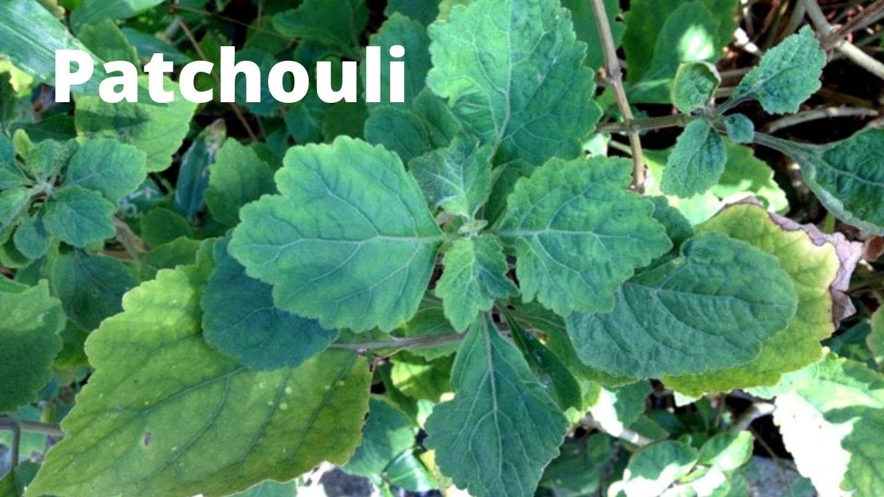 Patchouli - Pogostemon cablin