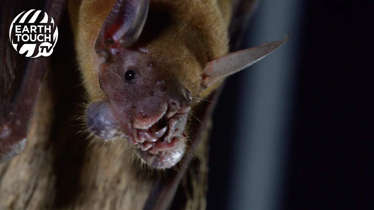 The world's weirdest animals