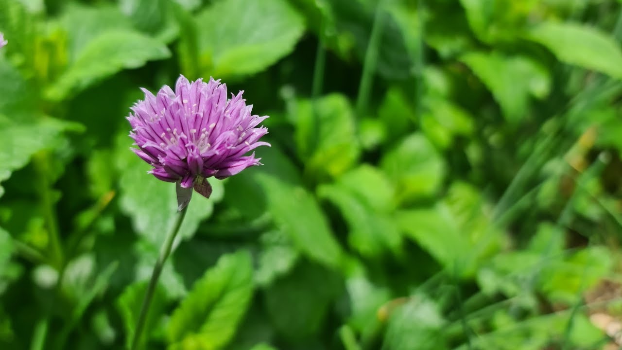 Kr&auml;uter-Rundgang A bis Z: Heilsame Gartenkr&auml;uter f&uuml;r K&uuml;che & Hausapotheke
