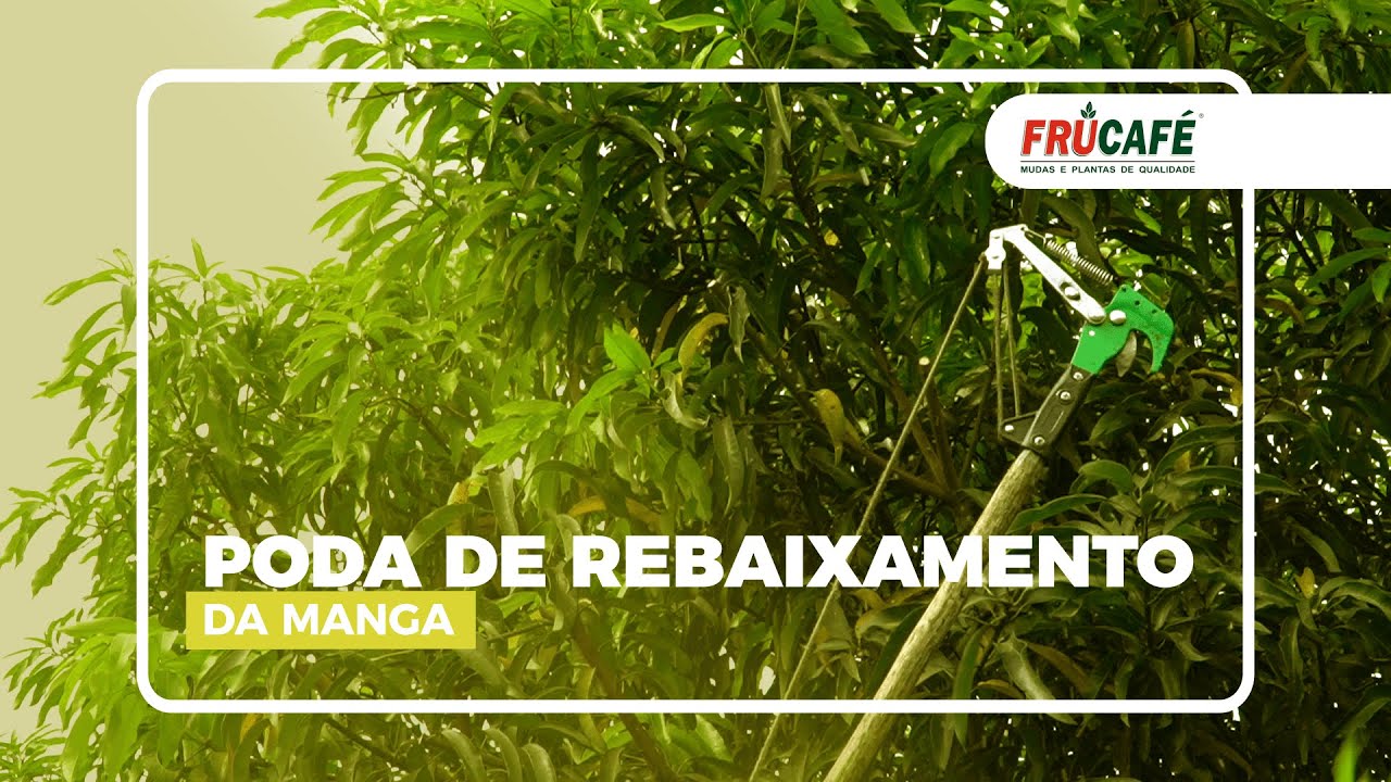 Como Fazer a Poda de Rebaixamento da Manga?