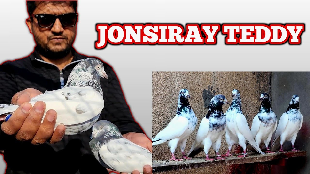 Jonsiray Teddy Kabootar | Ch Sakhi Muhammad Bhatti Pigeons