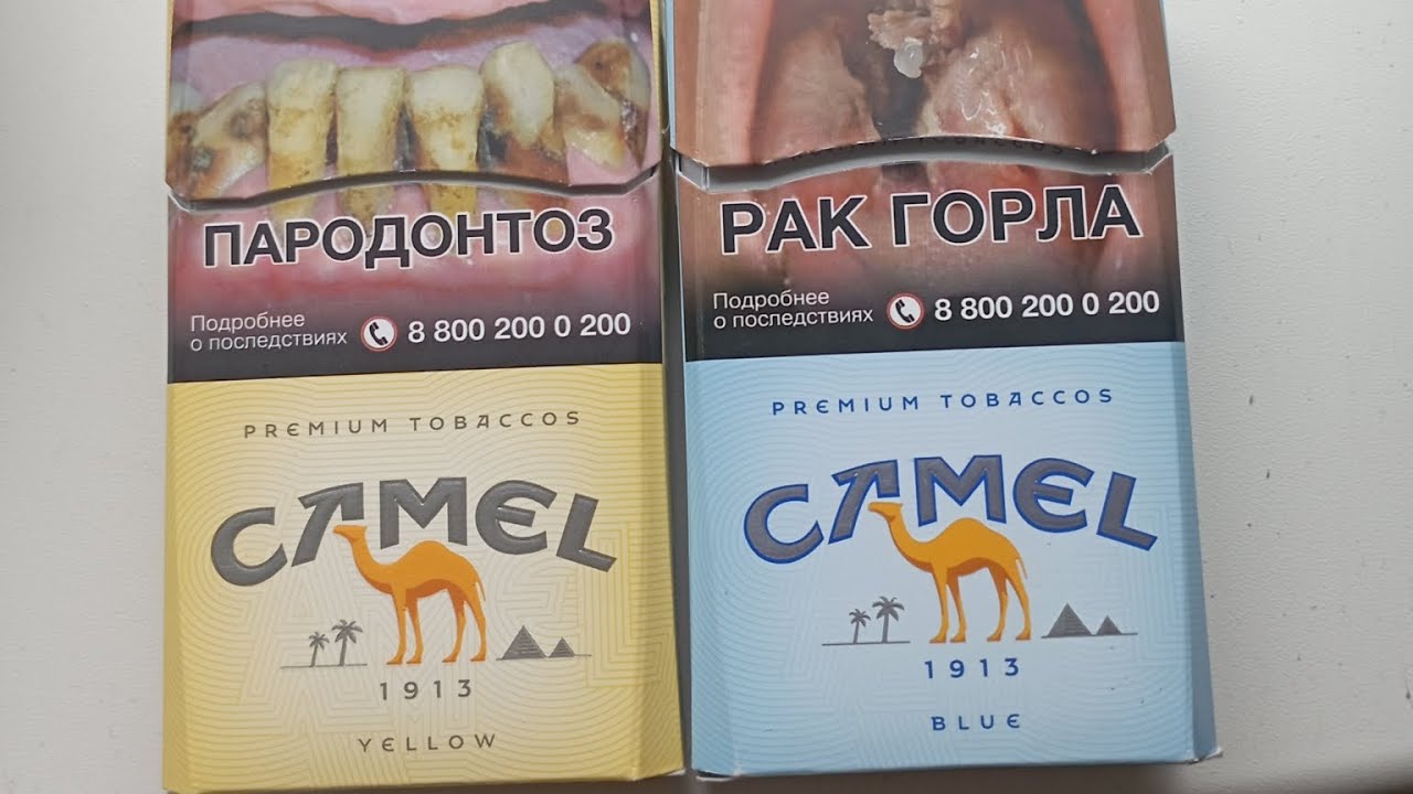 Два российских верблюда - Сигареты Camel Yellow и Camel Blue