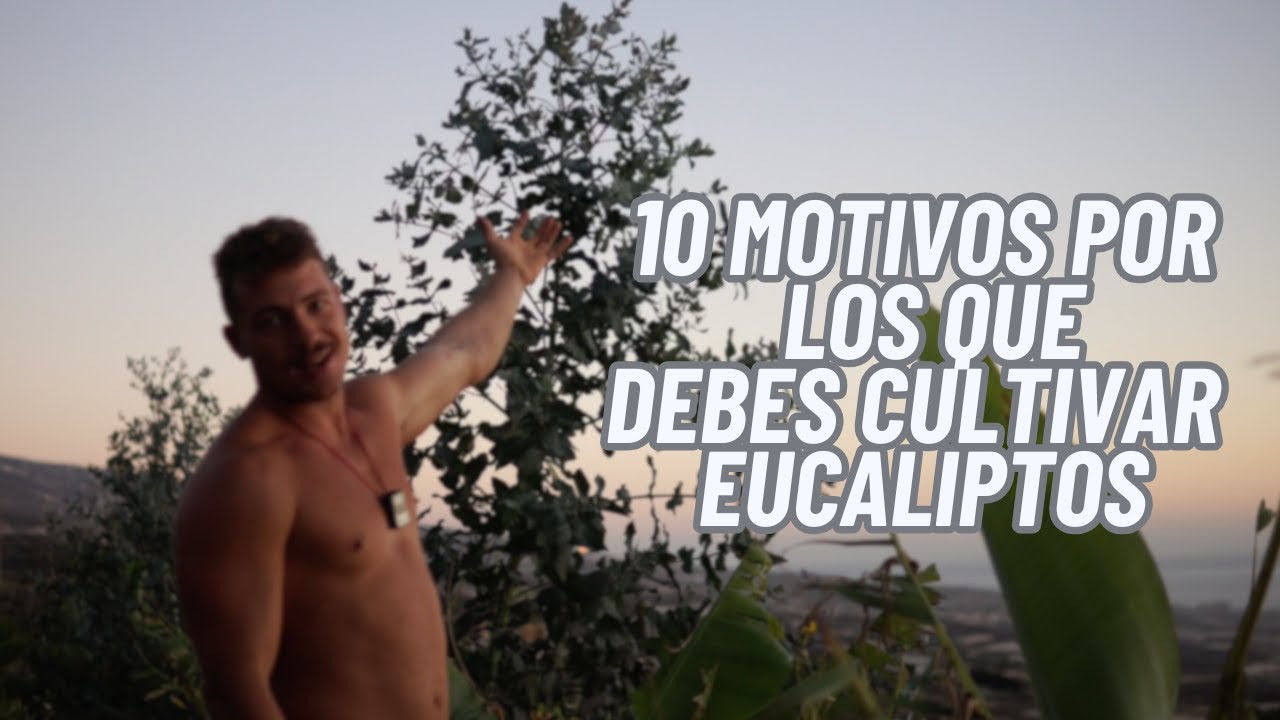 ¡Cuidado con esta especie! 10 Motivos para cultivar eucaliptos en tu bosque de alimentos.