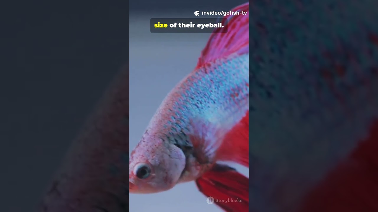 what to do if betta fish is not eating food
