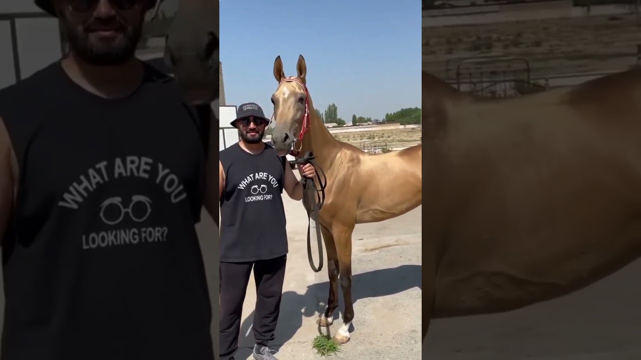 ahal teke altın sarısı at maşallah