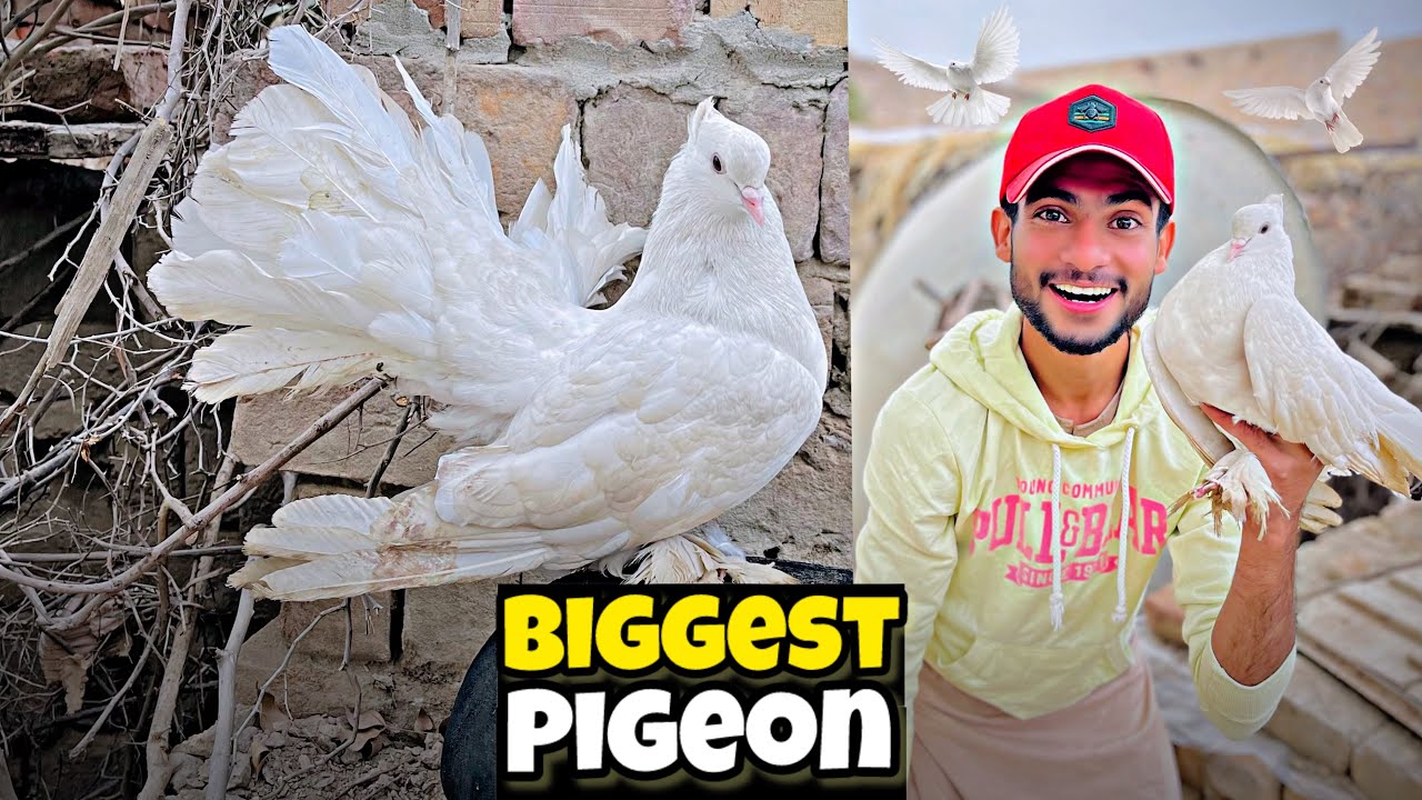 The World Biggest White Pigeon 😨 | Fancy Kabootar | Kitne Ka Liya Hai?