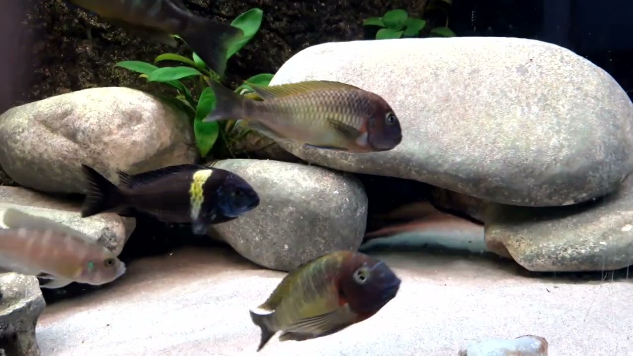 tropheus nkonde bright yellow und co.